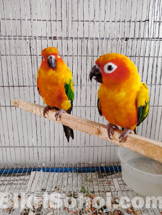 Sunconure